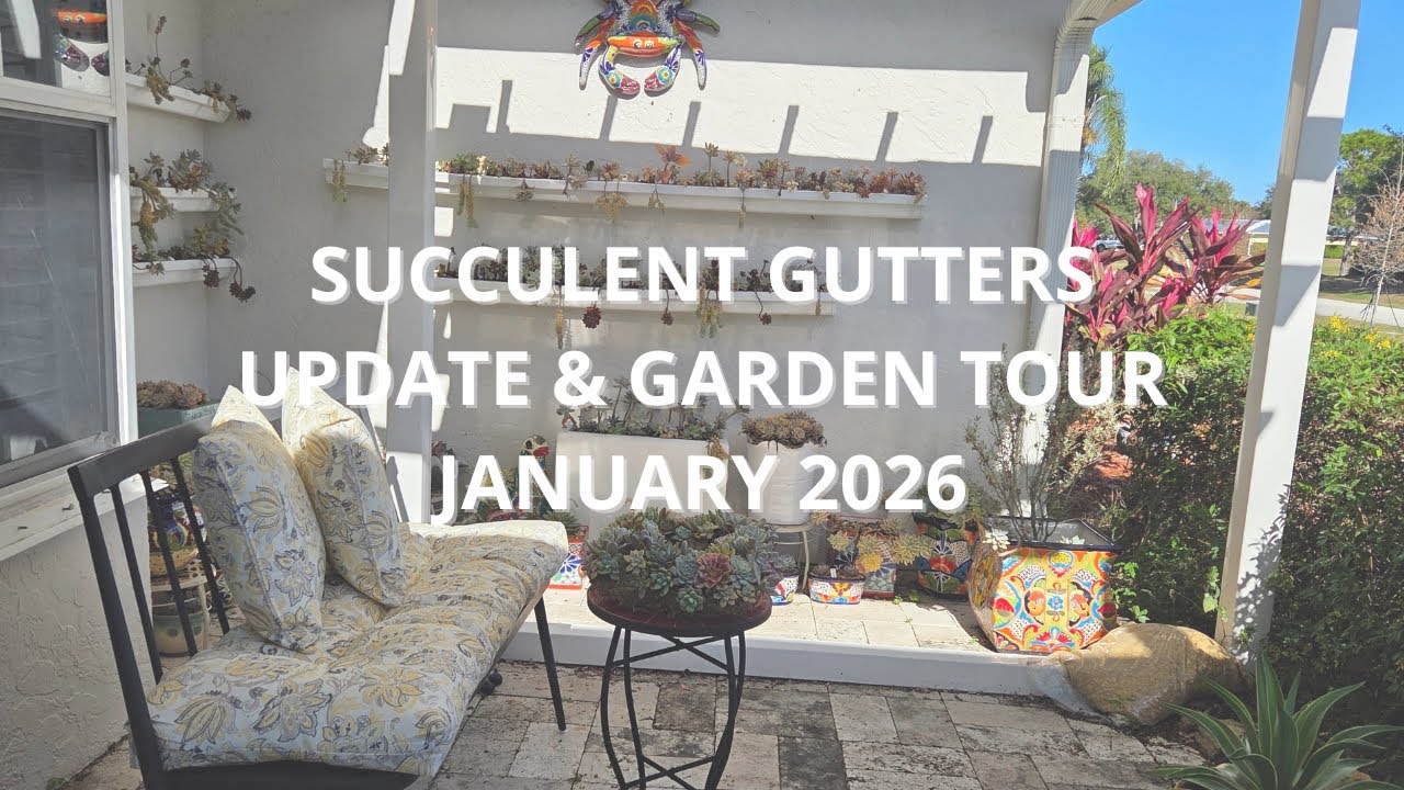 Succulent Gutters Update & Succulent Garden Tour Jan 2026