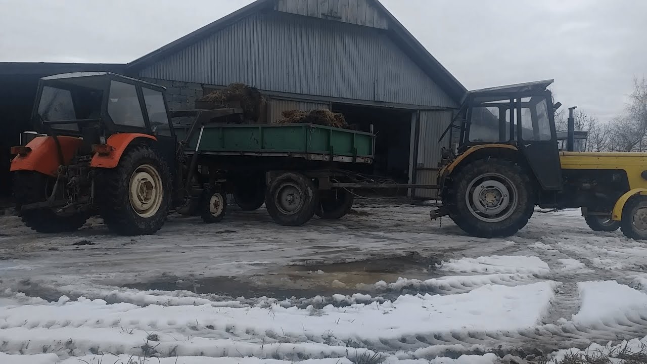 Obowiązki młodego rolnika #1 - Wywalanie obornika od byków akcja na dwa ursusy c 360