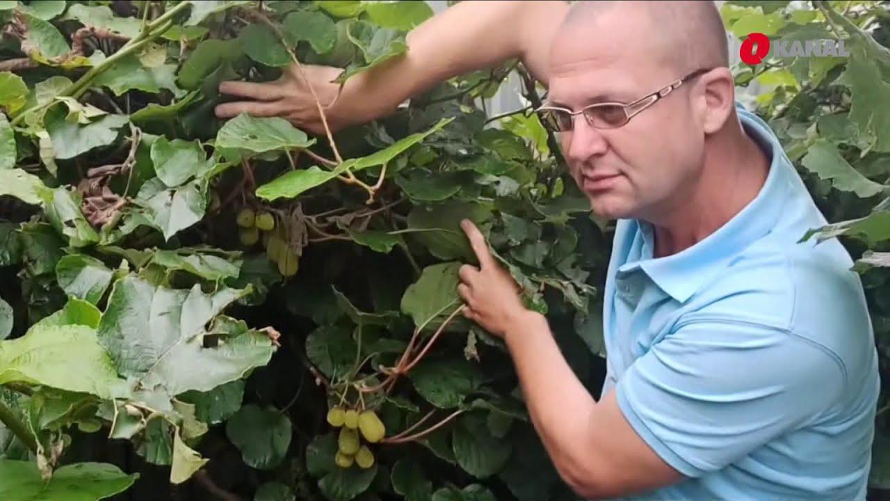 Mandarine, limun i kivi u Kalesiji: Voćnjak Elvira Hamzića unikatan