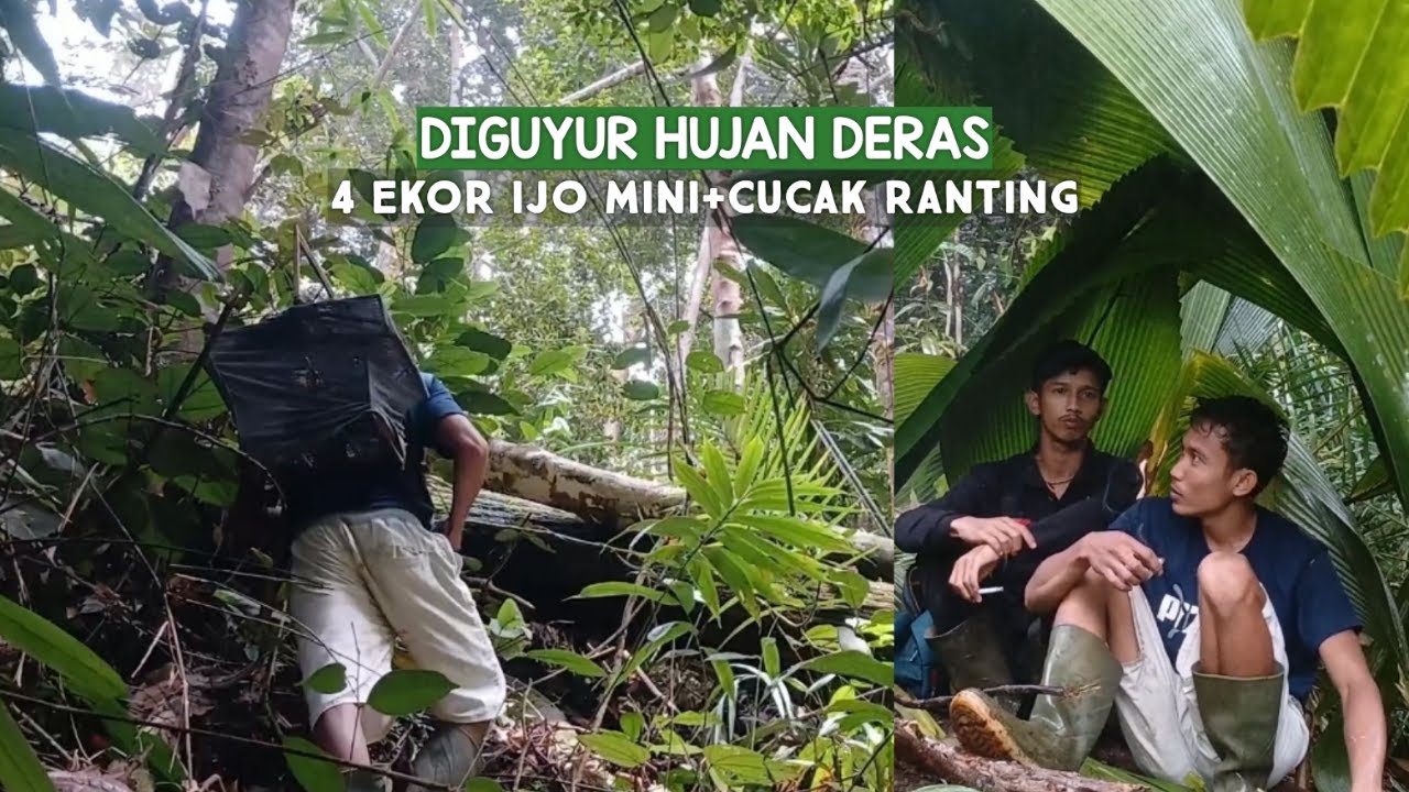 MIKAT BURUNG DIHUTAN SUMATRA DIGUYUR HUJAN DERAS POIN 4 EKOR CUCAK IJO MINI DAN CUCAK RANTING