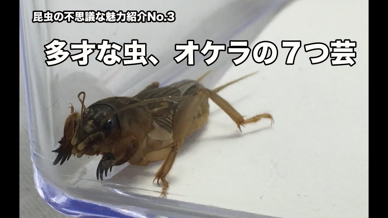 多才な虫、オケラの７つ芸〜昆虫の不思議な魅力紹介No.3〜