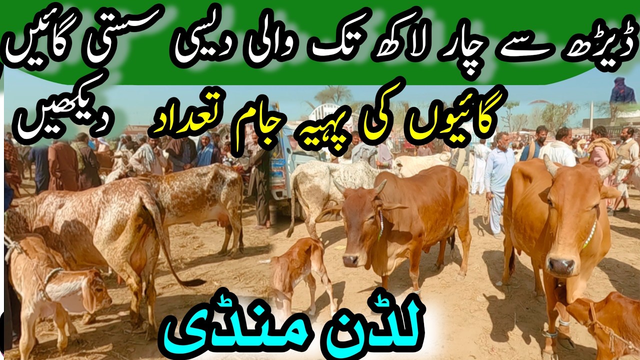 LUDDAN COW MANDI LATEST PRICE UPDATE || Sahiwal Chlistani Desi Cruse Cows Dairy Farming Business