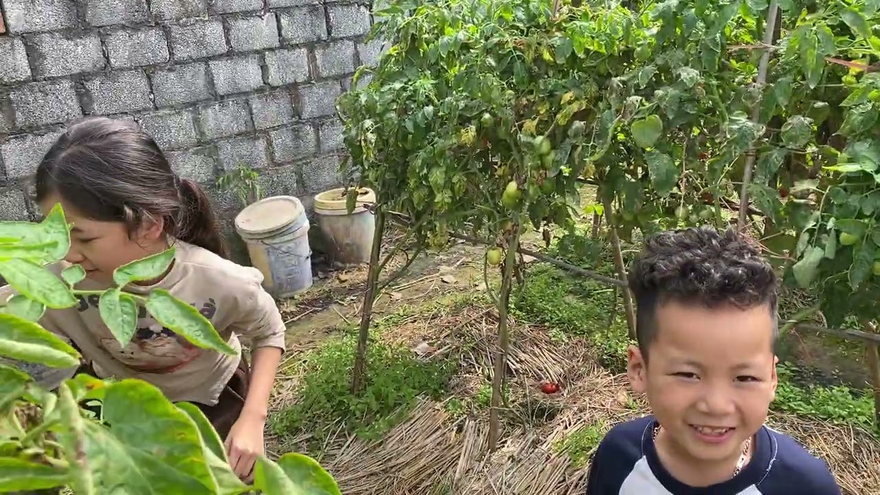 Hái cà chua 