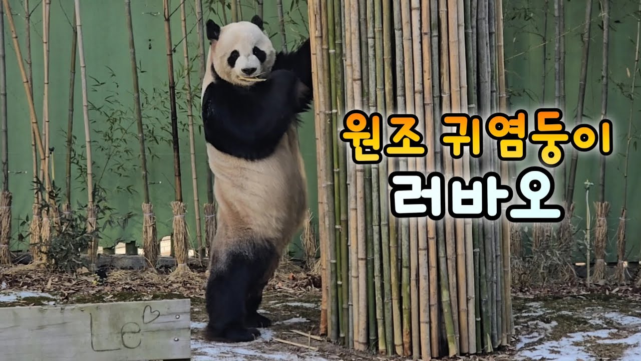 대나무 뽀각 서리하여 배에 기쁨이 가득찬 러바오💙26.01.30 Everland Aibao Lebao BAOFAMILY 