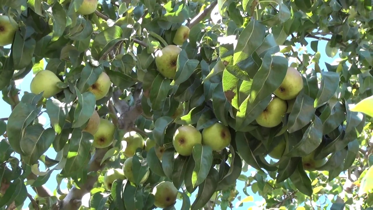 D'Anjou Pear 8-7-2016 - Home Gardening