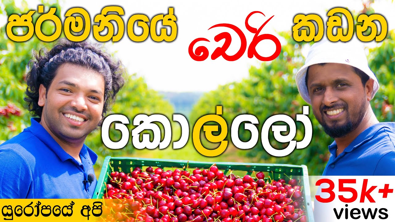 ජර්මනියේ චෙරි 🍒 කඩන ලංකාවේ කොල්ලෝ | Cherry picking in Germany