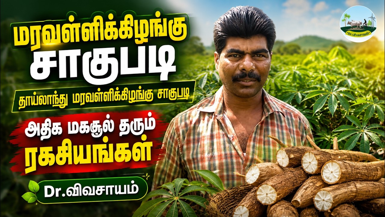 உயர் விளைச்சல்!  தாய்லாந்து வகை மரவள்ளிக்கிழங்கு விவசாய முறை | Cultivation of Tapioca | Dr.விவசாயம்