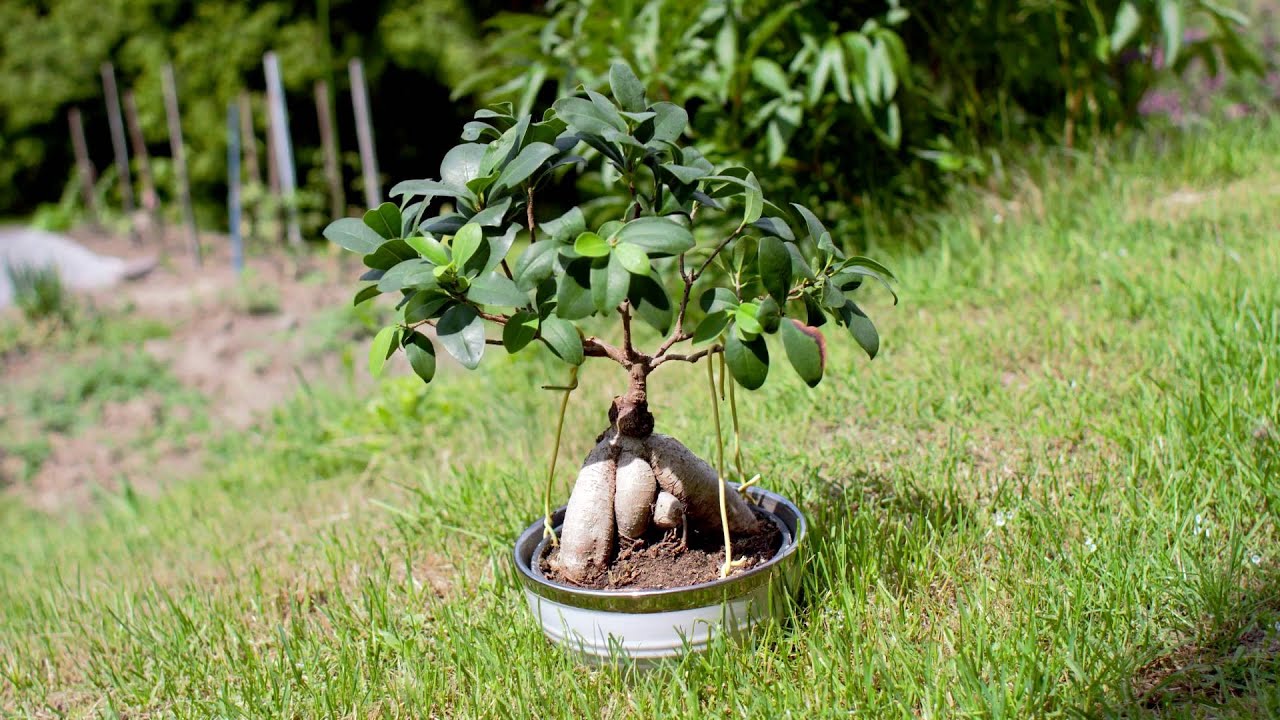 Ficus ginseng part01