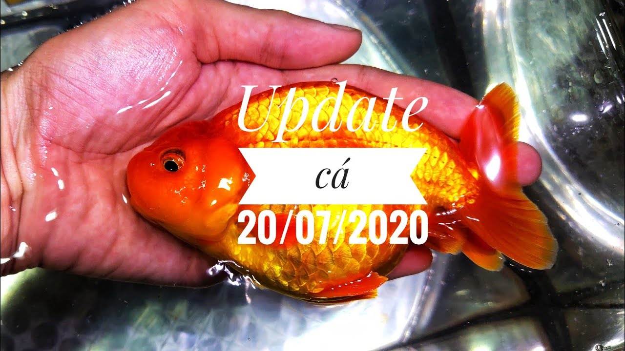Cập nhật cá đang có tại shop 20/07/2020