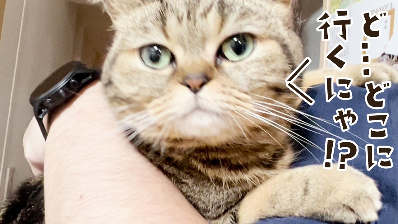 主に捕獲されて“どこか”へ連れて行かれる猫がこちら #811【生後2年と194日目 スコティッシュフォールド】