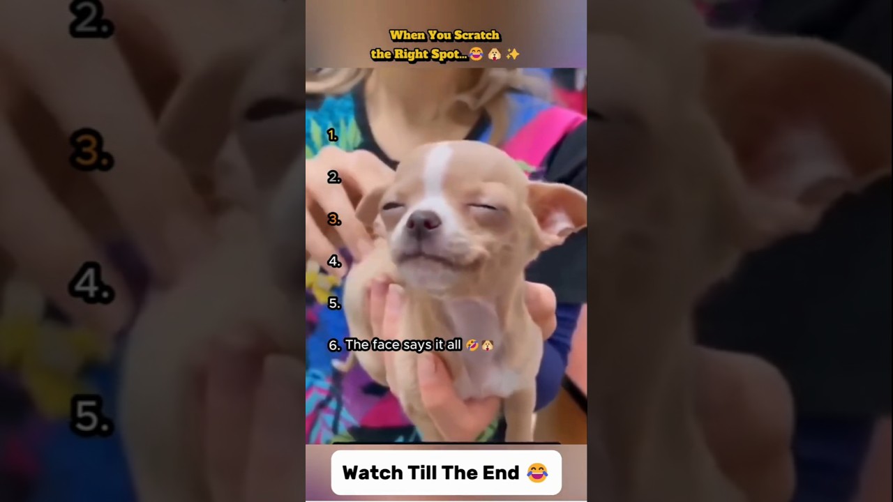 When You Scratch the Right Spot&hellip;  😂🐶✨ #dogshorts #funny #dogcomedy