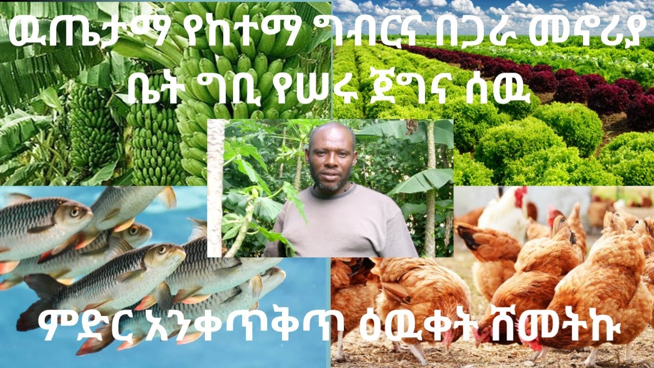 የከተማ ግብርና በጋራ መኖሪያ ግቢ ዉስጥ ከሠሩ ጀግና ሰዉ ምድር አንቀጥቅጥ ዕዉቀት ሸመትኩ (AMAZING FARMING in a CONDOMINIUM!) ክፍል 1