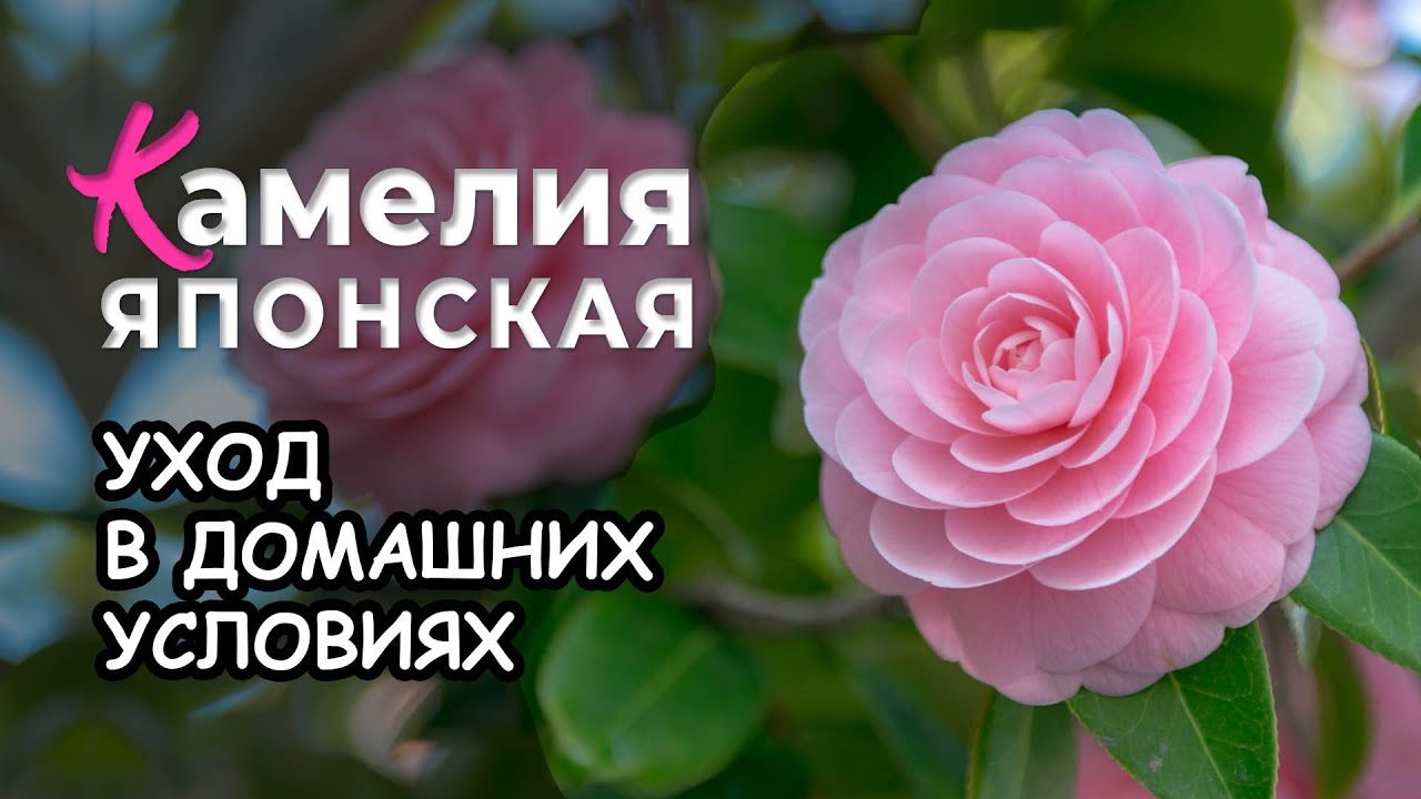 Камелия японская. Уход в домашних условиях