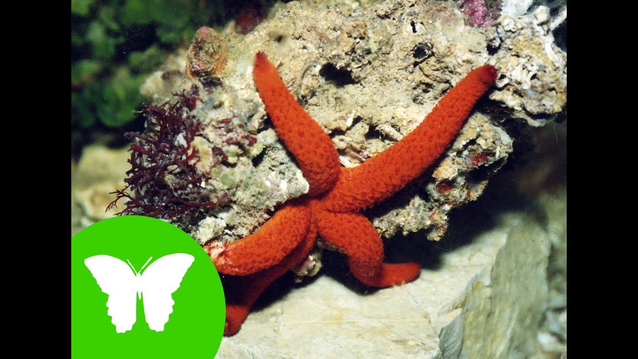 La Eduteca - Estrellas y erizos de mar (Equinodermos)