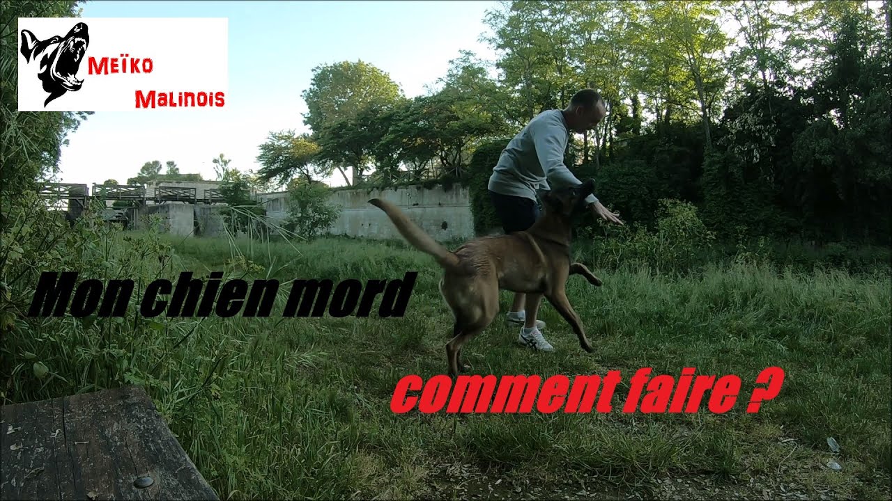 Stop aux mordillements !!!