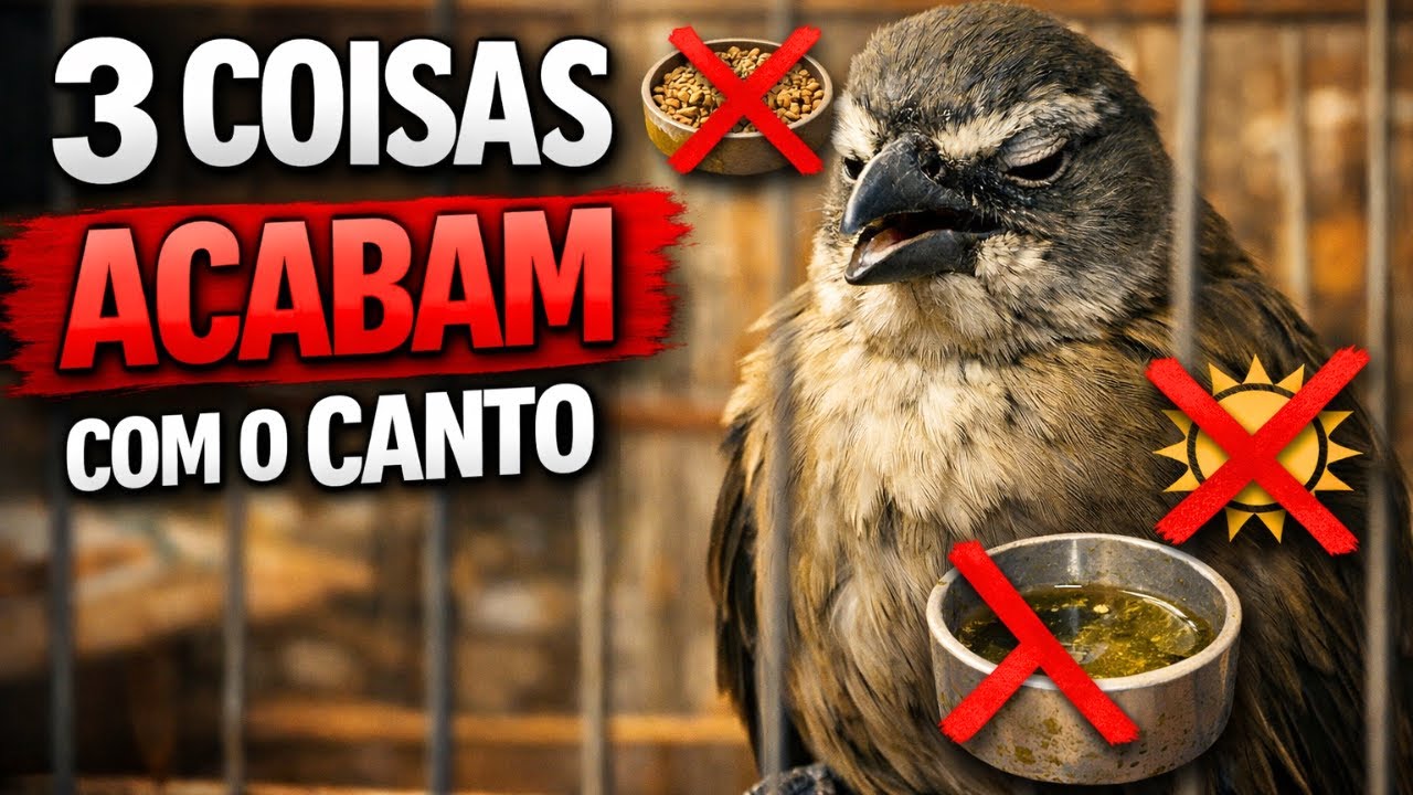 3 Coisas que ACABAM com o CANTO do seu TRINCA-FERRO HOJE