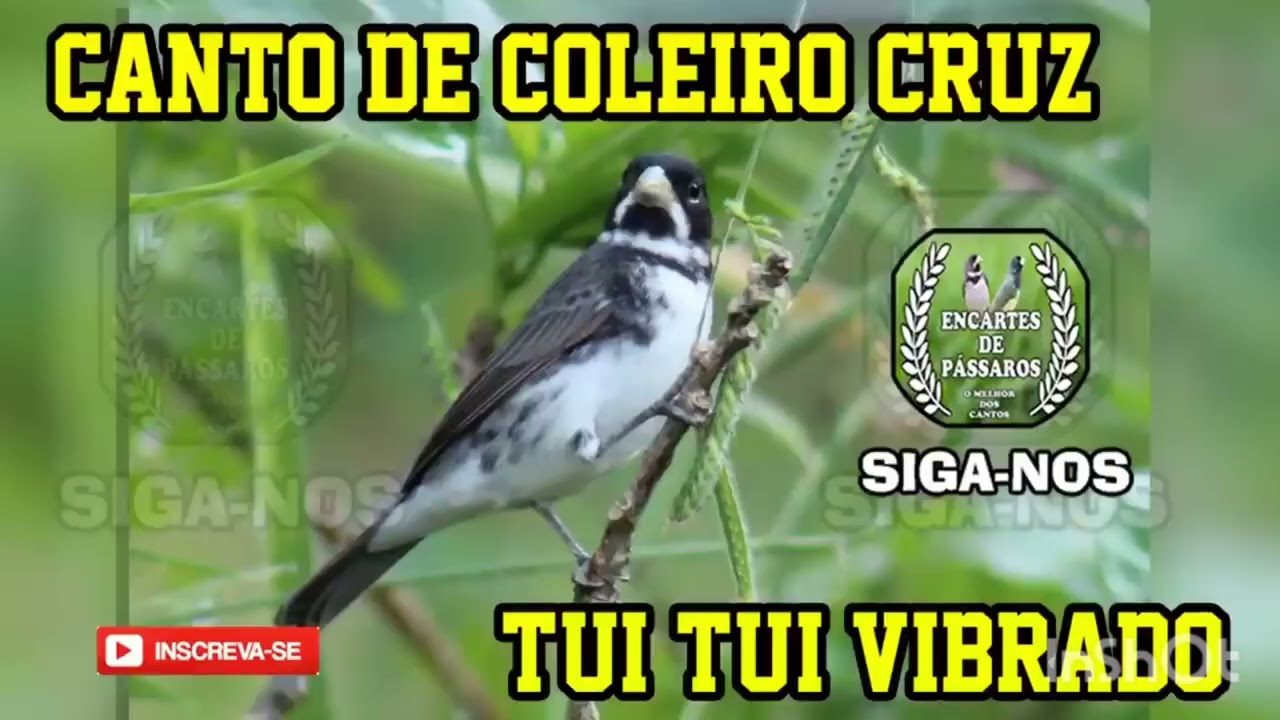 Canto para encarte 