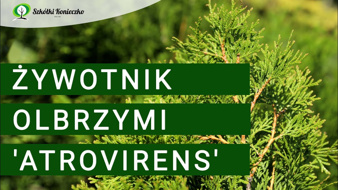 Żywotnik olbrzymi &lsquo;Atrovirens&rsquo; - tuja na żywopłoty szybko rosnące