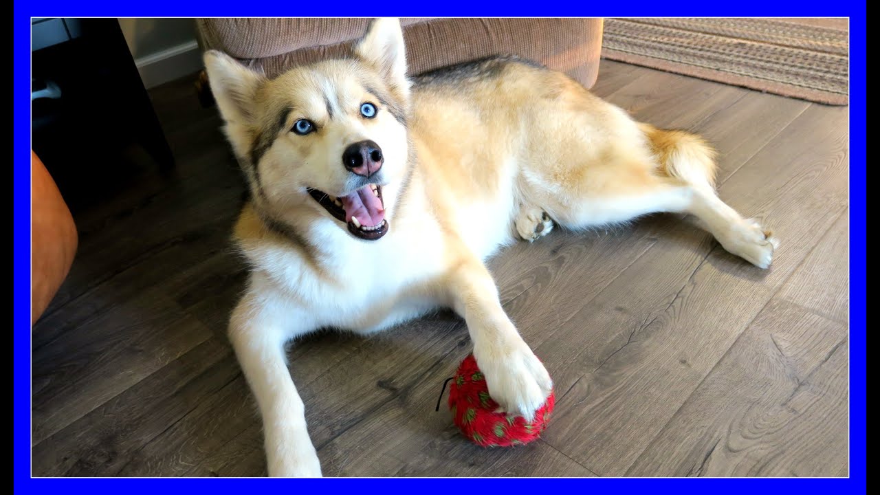 WHAT IS THE BEST FLOORING FOR DOGS | Pergo Outlast+ Review #PergoDogs
