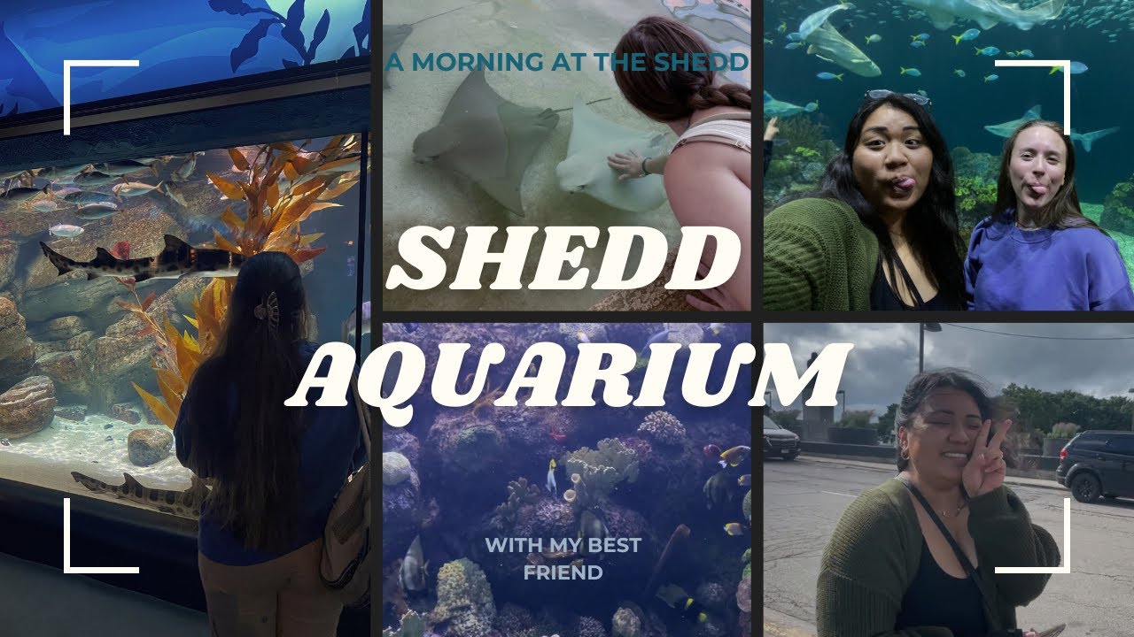 A day at Shedd Aquaruim