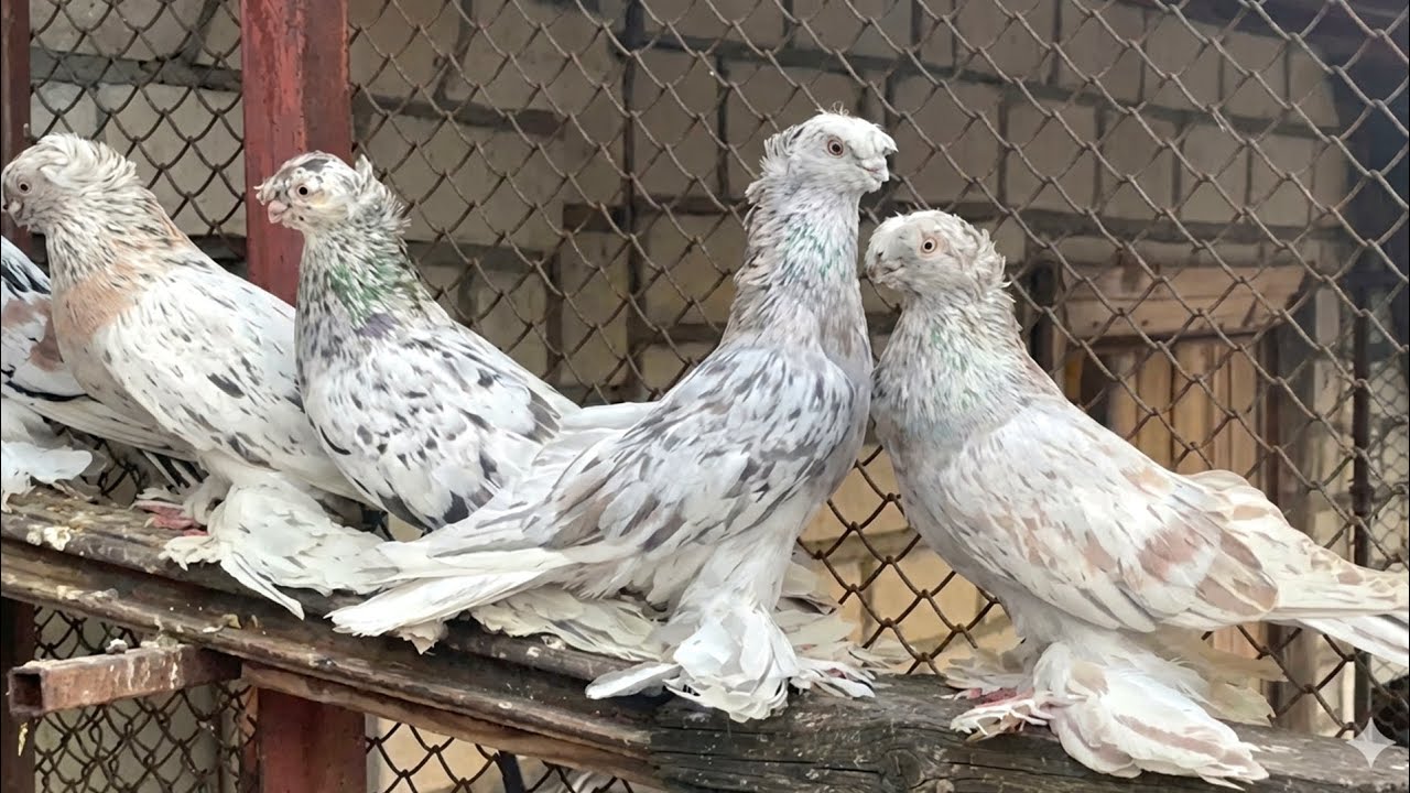 Утренняя кормёжка двухчубых голубей