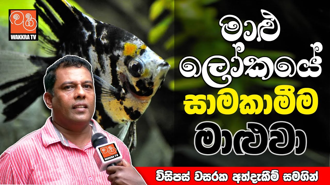 Everything About Angelfish Care & Breeding | මාළු ලෝකයේ සාමකාමීම මාළුවා ඒන්ජල් ගැන හැමදෙයක්ම