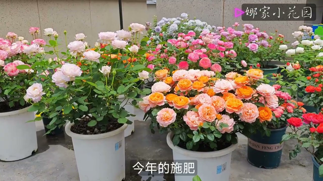 月季开花不垂头的秘密大公开（以真宙小苗为例）The Secret of Rose Blossoming without Hanging Its Head