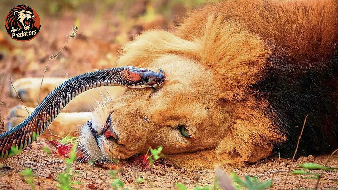 El Ataque De Serpiente M&aacute;s Incre&iacute;ble Jam&aacute;s Registrado | Mundo Animal