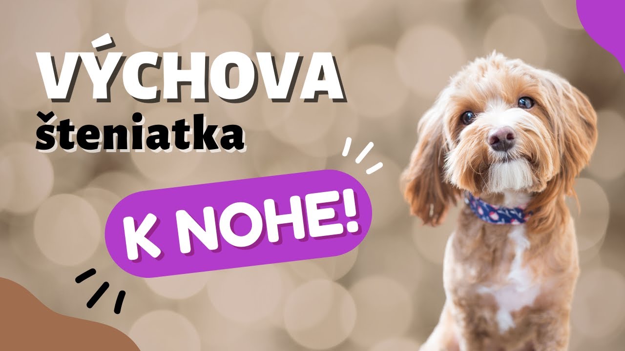 Ako naučiť psa chodiť pri nohe | CANISLOG Slovakia