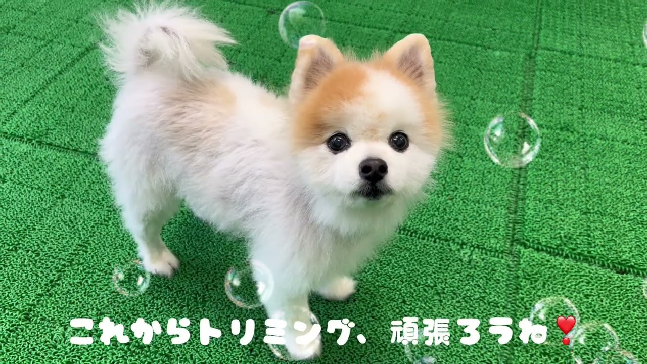 20260307　ダックペットサービス　夕方のわんこ達