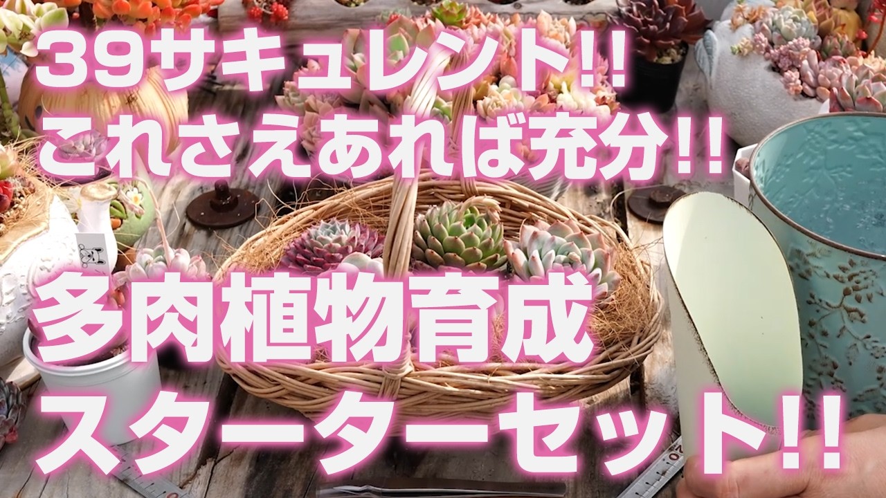 【多肉植物】39サキュレント!!多肉植物育成スターターセット!!これさえあれば充分です!!【succulent】トロピカルガーデン