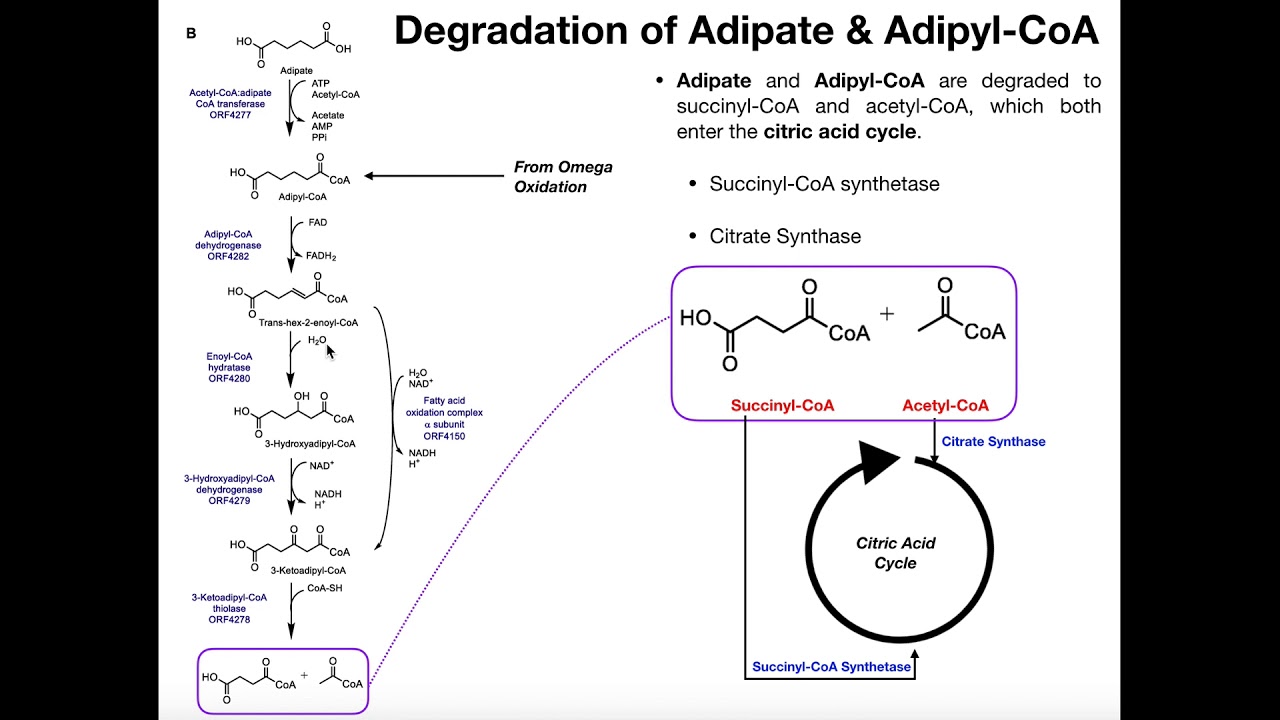 Metabolism of Adipate & Adipyl-CoA