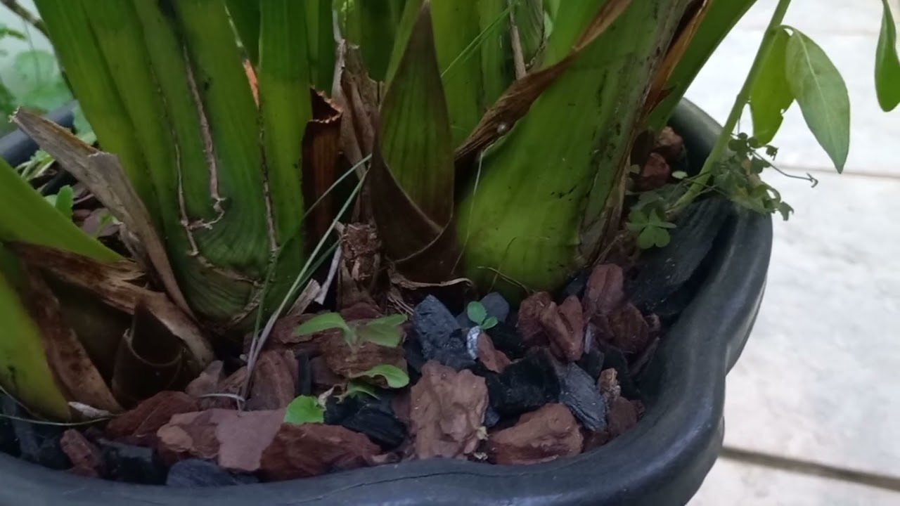 Cymbidium, Emissão de hastes florais antecipada.