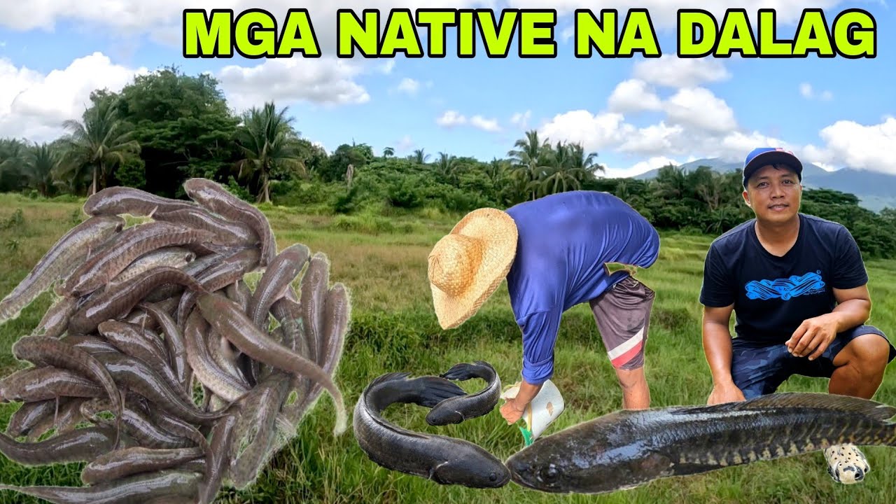 Mga native na dalag at hito sa abandonadong lugar lumabas...pinakawalan sa ilog na nilason