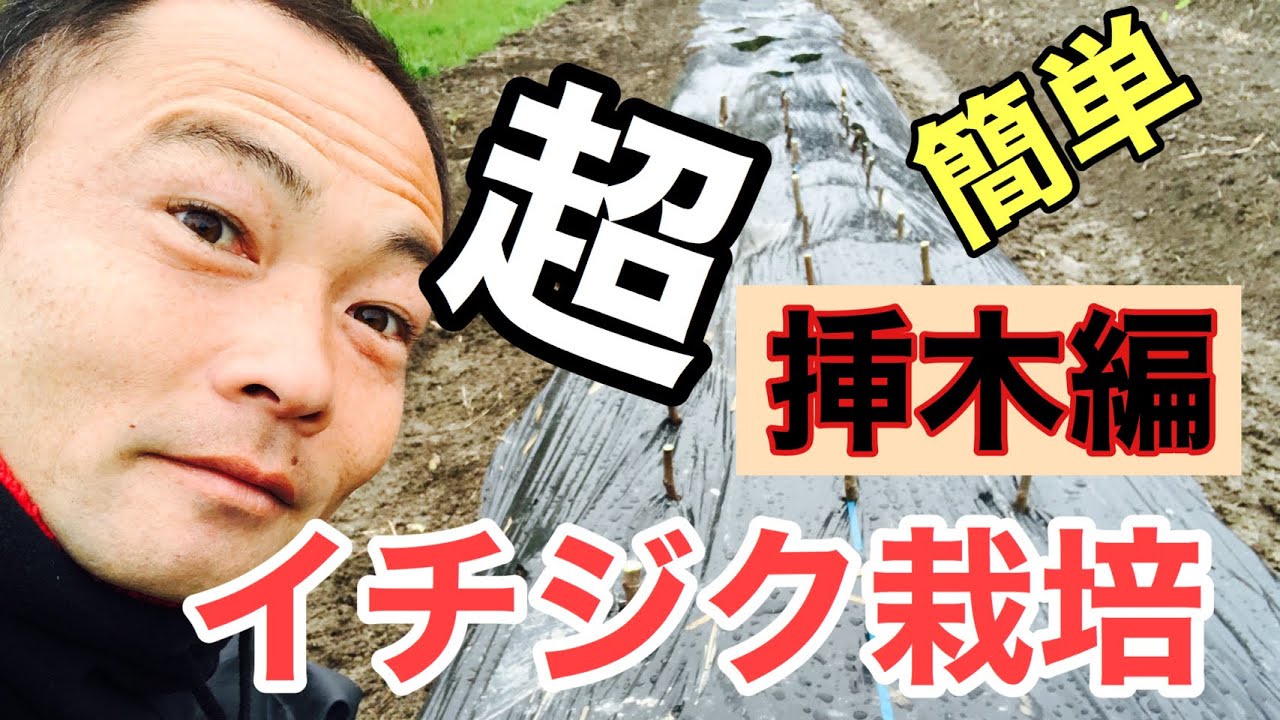 【イチジク挿木の方法】家庭菜園初心者におすすめ果樹栽培