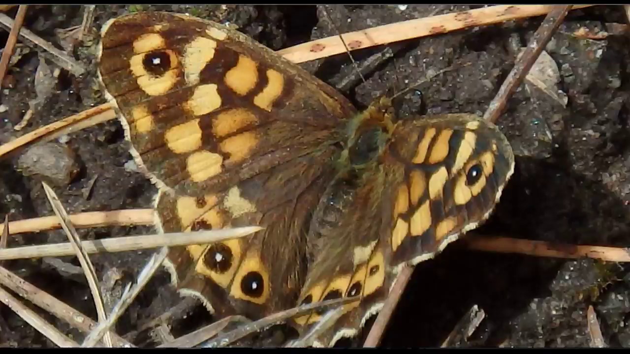 Pararge aegeria  The speckled wood 26.3.2018 Platanitsi  Greece