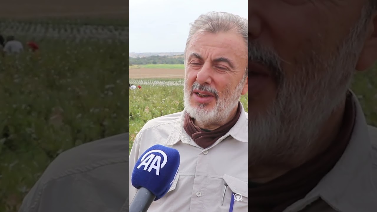 Edirne&rsquo;de yetişen &ldquo;s&uuml;per meyve&rdquo;: Aronya hasadına başlandı