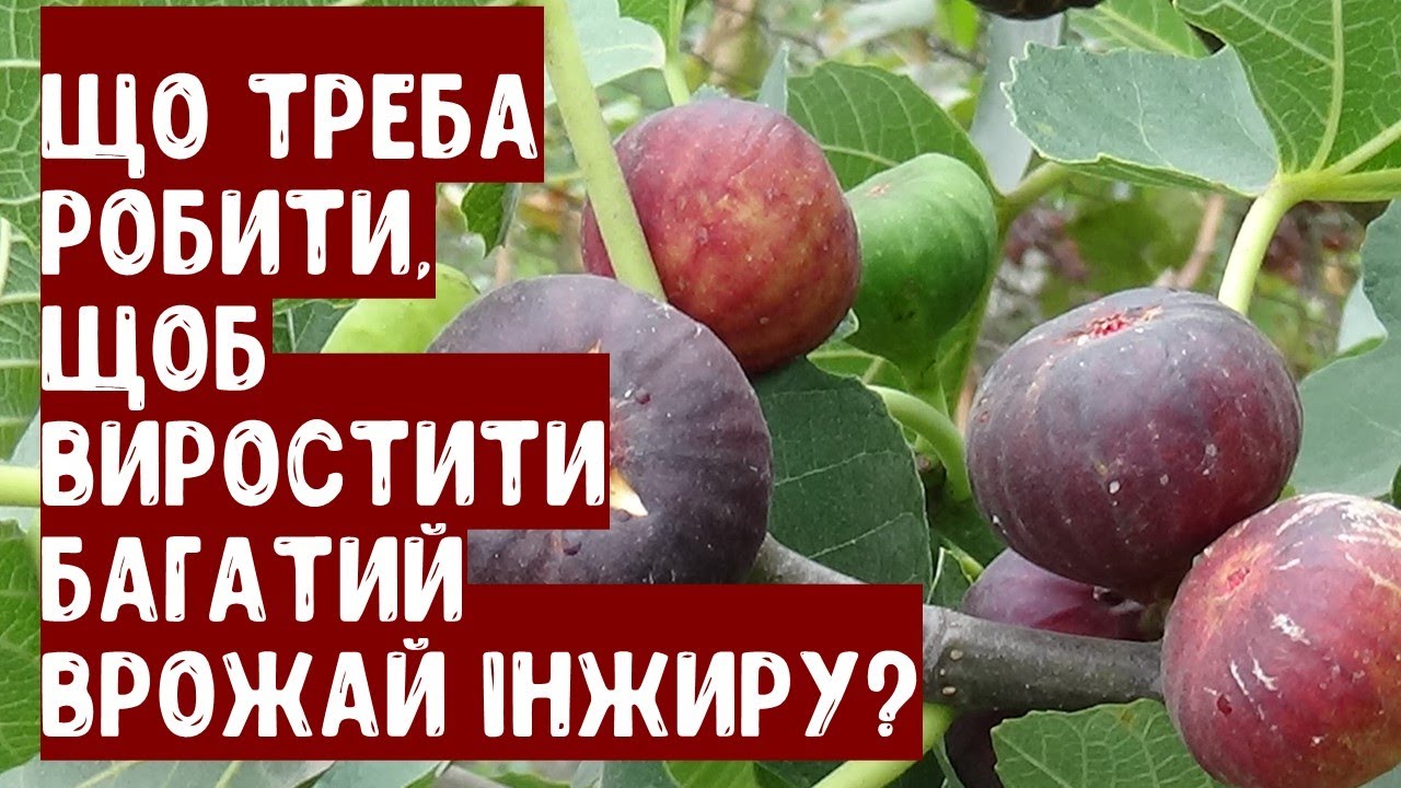 Що важливо робити, щоб виростити багатий врожай інжиру в саду