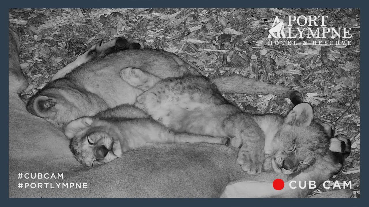 Lion Cub Cam Highlight | Sleeping On Mum's Tummy