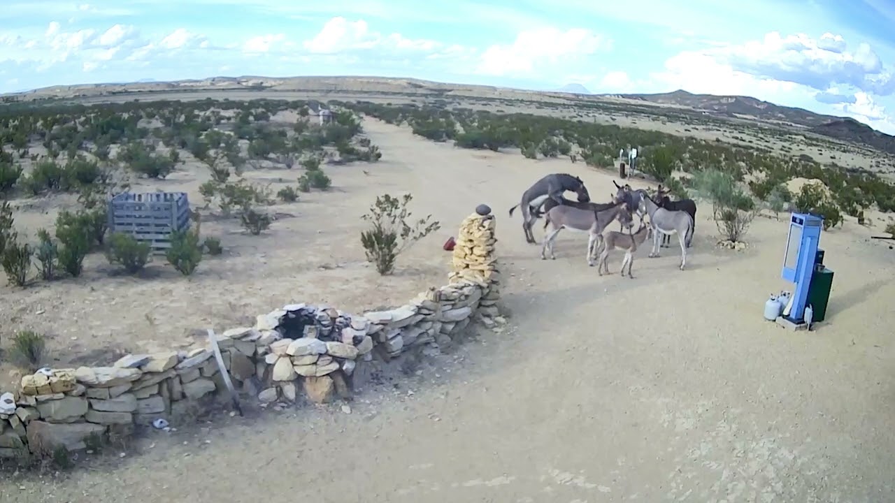 BURRO LOVE