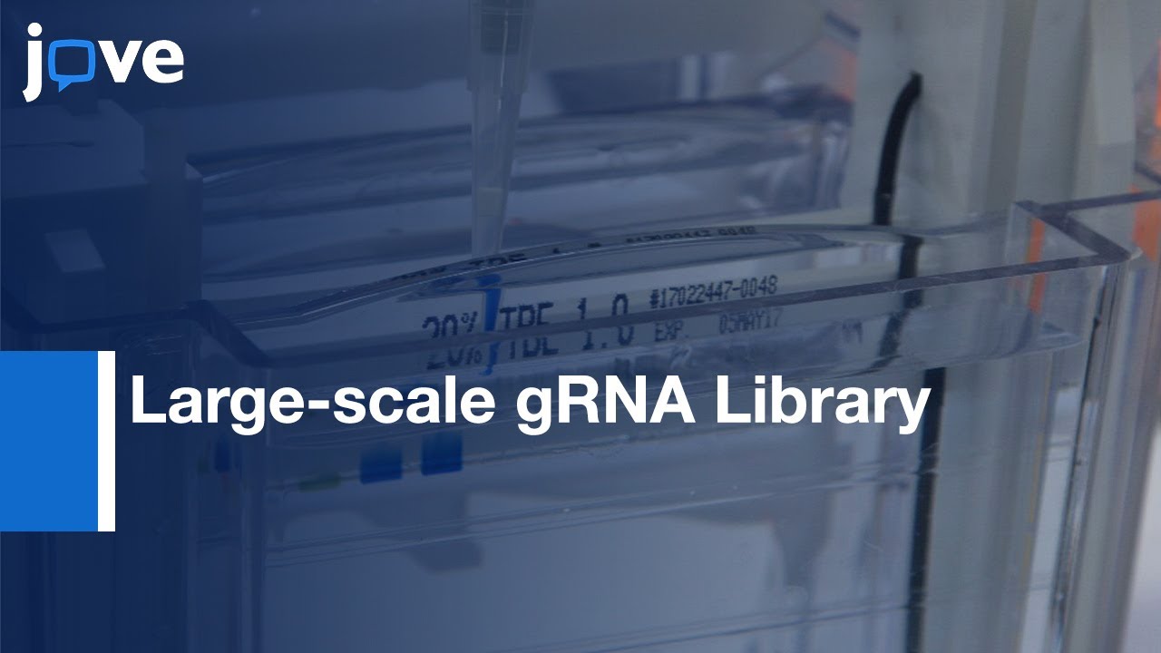 Large-scale gRNA Library Production from DNA Source | Protocol Preview