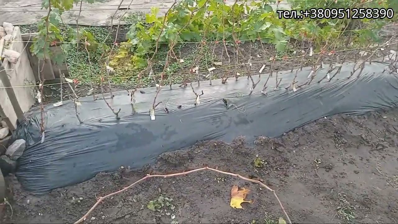 Викопка саджанців винограду.  #виноград  #саджанці  #сад 
