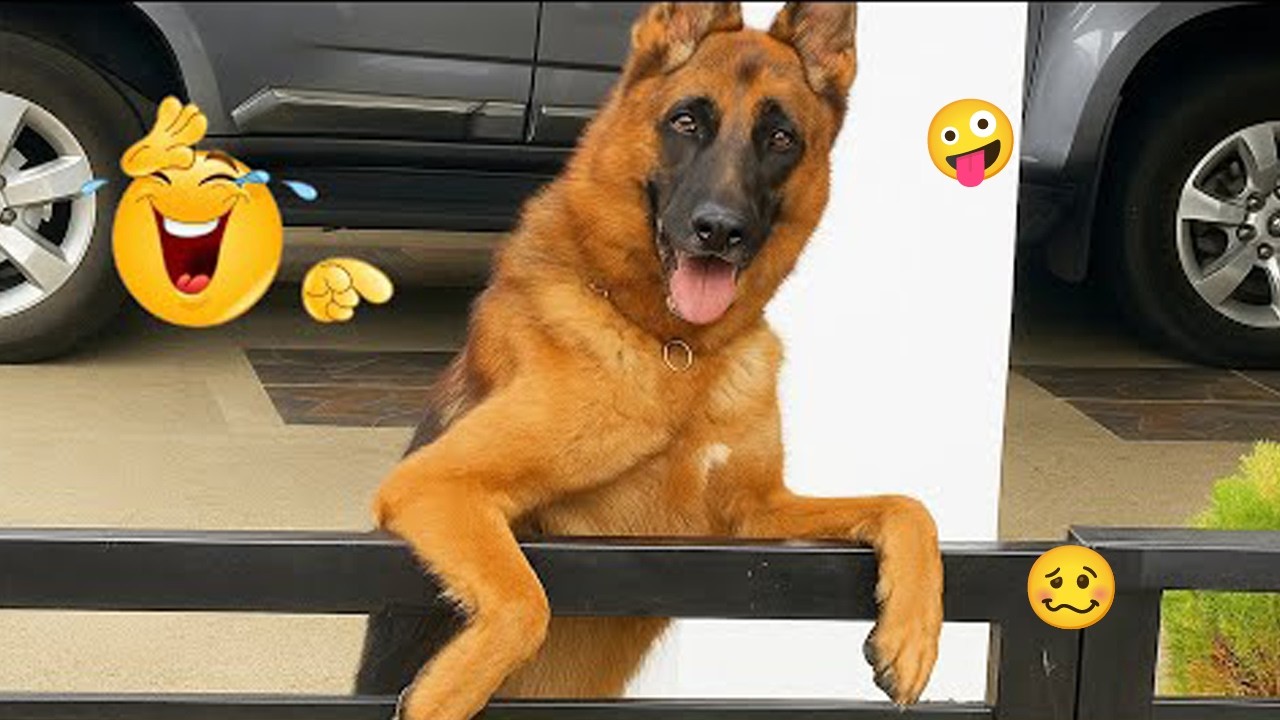 These Dogs Are Out of Control 🥴🐶 Funniest Dog Moments 2026 #39