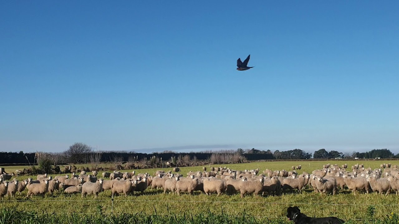 Talking diverse species pasture / cover crops animal performance as well as crop resilience