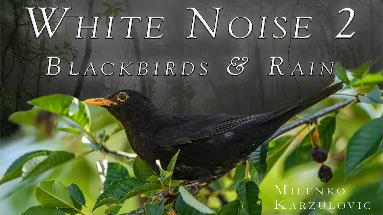 WHITE NOISE 2 – BLACKBIRDS & RAIN