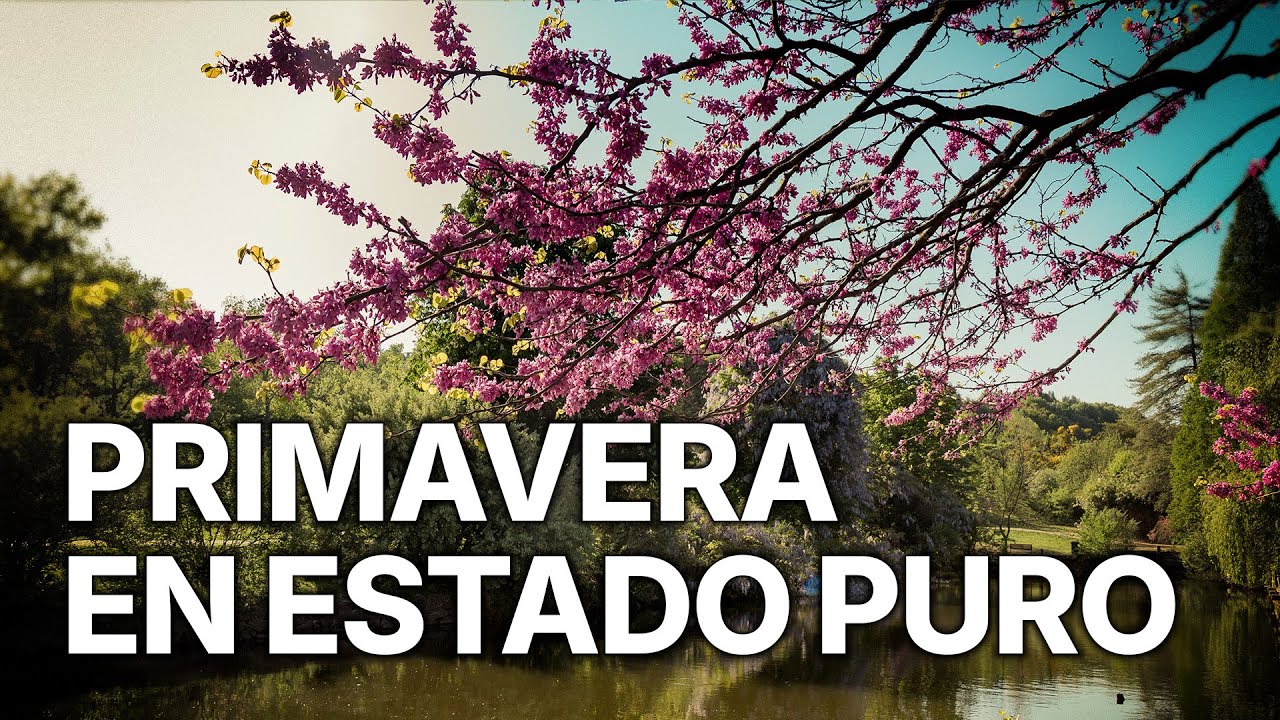 Jerte, Vida salvaje en el valle de los cerezos | Primavera en Estado Puro