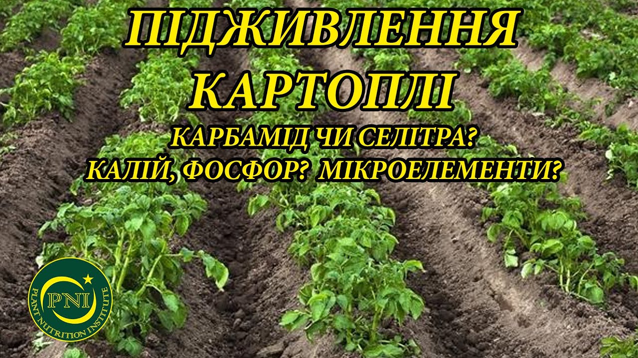 КАРТОПЛЯ: підживлення макро- та мікроелементами