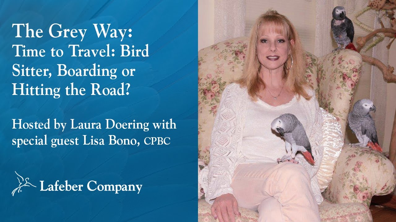 The Grey Way Episode 4: Time to Travel - Bird Sitter, Boarding or Hitting the Road?