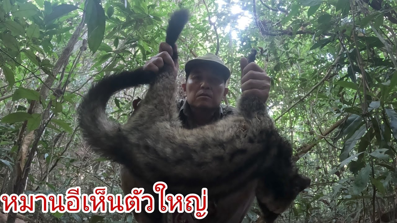 กับดักถูกอีเห็นแต่พลาดบัก 3 ศอก20 กุมภาพันธ์ ค.ศ. 2026