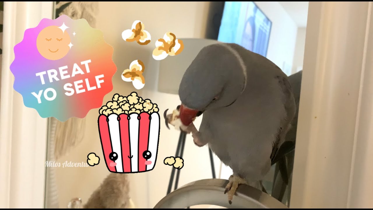 Super cute Ringneck parrot eating a popcorn